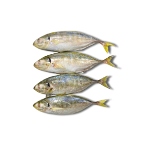 Thon jaune entier congelé, emballage sous vide BQF en vrac, stockage à -18°C, durée de conservation de 24 mois, faible teneur en matières grasses - Product Image 3