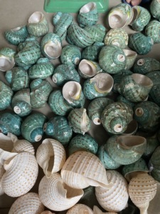 Conchas Marinas Turban Verdes Naturales de 10 cm, Concha de Caracol Turbo Jade - Conchas Marinas Azules para Manualidades y Decoración del Hogar - Product Image 4