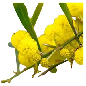 Export Quality Pure Acacia Farnesiana Essential Oil - Product Image 1