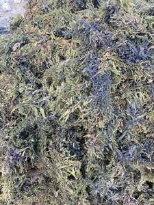 สาหร่ายทะเลซาร์กาซัมตากแห้ง สาหร่ายสีน้ำตาล ขายส่งจำนวนมาก ผู้ส่งออกจากเวียดนาม - Product Image 2