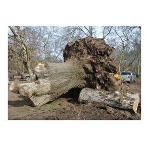 Madera de bola de Raíz de nogal negro de calidad disponible ahora ideal para fabricantes de muebles y entusiastas del bricolaje crear hermosas piezas - Product Image 4