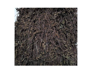 เวียดนาม  ใบเจลลี่หญ้าดำ เมโซนา ไชนีนซิส - ใบเจลลี่หญ้าดำแห้ง คุณภาพสูง เกรด A - Product Image 2