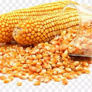 Maïs jaune séché en vrac de haute pureté et de texture supérieure pour la vente directe - Product Image 3