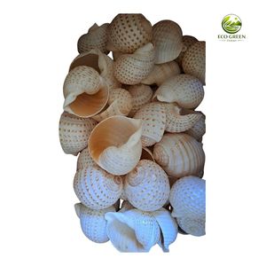 Concha de Atún Natural con Manchas, Concha Marina Pulida Ecológica para Decoración del Hogar, Playa, Joyería, Manualidades, Exhibición en Acuarios - Product Image 1