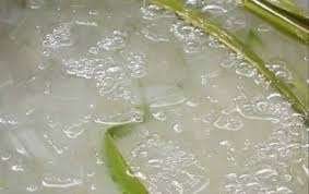 Premium Aloe Vera Dice from Vietnam: Affordable Wholesale Price for Healthy Drink Applications. - Product Image 2