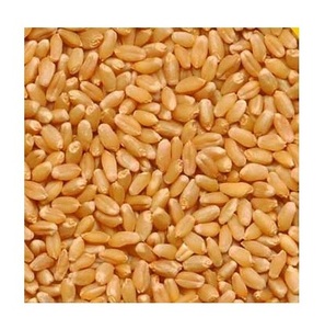 Stock en vrac disponible de grains de blé tendre naturels au prix de gros - Product Image 4