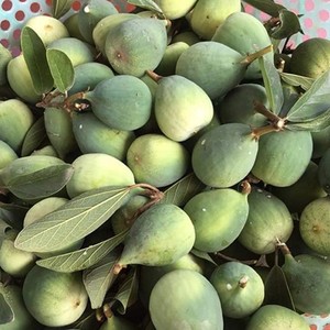 Fruta Seca de Ficus Pumila |   Higuera de Trepadero |   Higuera Enredadera |   Fruta Herbal al por Mayor de Vietnam - Product Image 2