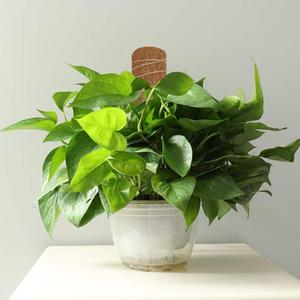 เสาโทเท็มองุ่นสำหรับปลูกต้นไม้เถาวัลย์เงินเดิมพันสวนสำหรับปีนเขา - Product Image 5