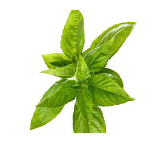 Haute qualité basilic Linalool huile essentielle propre marque 100% huile essentielle d'aromathérapie naturelle huile de basilic pour la peau - Product Image 1