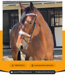 Accessoires de cheval de bride d'essorage de bonne qualité à bon prix pliable - Product Image 6