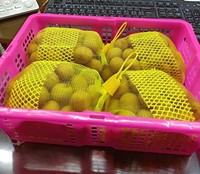 Vietnamese groothandel in premium kwaliteit verse longan, leverancier van zoete, sappige vruchten voor wereldwijde markten en retailers in het Zuid-Mekong.