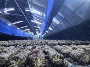 Invernadero para Cultivo de Hongos en el Sudeste Asiático, Invernadero Comercial para Cultivo de Hongos de 10x30m |   Sistema de Control de Humedad + Ventilación - Product Image 6