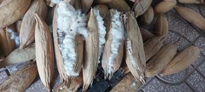 Fibre de Kapok Naturelle Entière pour Filet à Oiseaux Animal Stuff OEM Bulk Packing Capoc Fiber for Making Pillow - Product Image 3