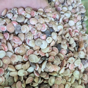 Conchas marinas diminutas naturales al mejor precio al por mayor para manualidades, joyas, diseño, decoración, pecera - Product Image 2