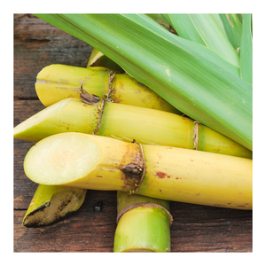 Barritas de caña de azúcar congeladas de primera calidad con aroma fresco de Vietnam para la extracción de jugo y diversas necesidades de fabricación de alimentos - Product Image 2