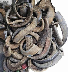 Pointe de corne naturelle polie de qualité supérieure - Corne de bœuf/vache, naturelle et durable - Product Image 3