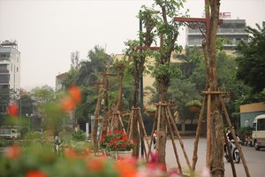 แท่งไม้รองรับการปลูก-ต้นไม้รองรับการเจริญเติบโตของพืช - Product Image 4