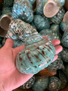 White Turbo Shell Glossy para manualidades de joyería de bricolaje mejora las pantallas con sofisticación costera natural - Product Image 4