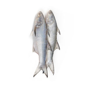 Salmón Fresco - Salmón 100% Calidad de Exportación de Bélgica, 2 Años de Vida Útil, Almacenamiento en Frío y Seco - Product Image 2