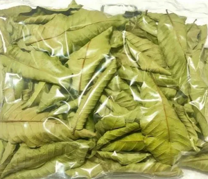 Hojas de Guayaba para Té Herbal // Hojas de Guayaba Secas Naturales de Vietnam // Sra. Beatrix - Product Image 6