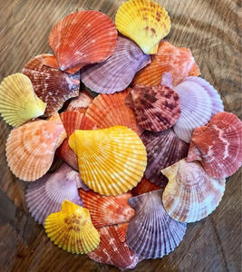 Auténticas conchas de vieiras de aguas profundas con texturas naturales para detalles sofisticados de bodas en la playa y decoración de mesas para invitados. - Product Image 3