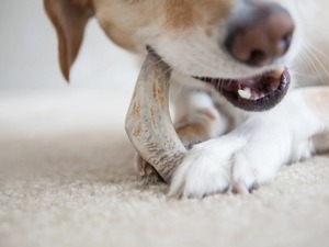 Chien à mâcher en corne de buffle entièrement naturel-Longue durée. .. Dog Chew Pet Toys Corne de buffle pour aimer la nourriture pour animaux de compagnie - Product Image 2