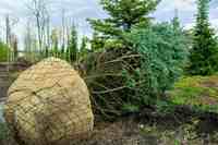 Enveloppe en boule de jute pour pépinière d'arbres, couverture en toile de jute biodégradable pour le transport des plantes et l'aménagement paysager