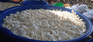 เนื้อมะพร้าวแช่แข็ง - Product Image 6