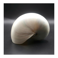 Vietnam Nautilus Shell pour les boutiques de cadeaux Fournitures d'artisanat et conception côtière par 99 Gold Data Manufacturer