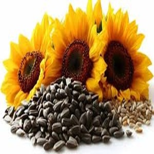Prix d'usine Graines de tournesol de qualité alimentaire disponibles pour l'exportation dans le monde entier - Product Image 1