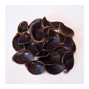 Fabricante Mayorista Conch Operculum Seashells/Conch Seca Operculum Shells - Product Image 4