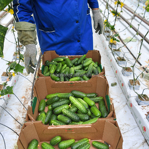 Modern Single Span Plastic Greenhouse for Cucumber Growing in Europe Commercial Farming - Product Image 1