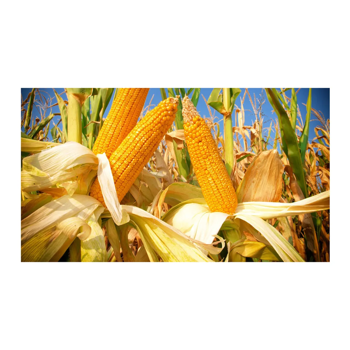 La vente de nouvelles récoltes de maïs jaune et blanc/maïs pour l'alimentation humaine et animale.