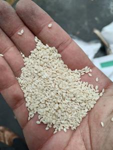 งาดำ99.95% การบริโภคของมนุษย์สำหรับทาฮินีจากงาทาฮินีอินเดีย - Product Image 4