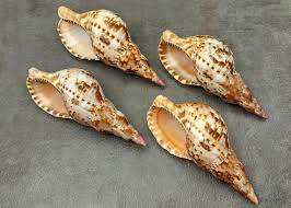 Elegante Triton Shell Natural Ocean Decoración Superficie suave y brillante Triton Shell de Vietnam Proveedor para Decoración - Product Image 6