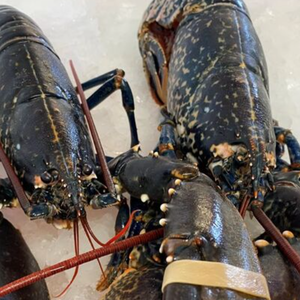 กุ้งก้ามกรามสดแบบพรีเมี่ยม | ล็อบสเตอร์แคนาดาสด | ล็อบสเตอร์สดใหม่จากบอสตัน-ผลิตภัณฑ์อาหารทะเล - Product Image 4