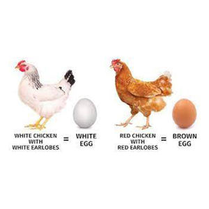 Huevos de Gallina Blancos de la Mejor Calidad, Venta al por Mayor del Fabricante, Mejor Precio - Product Image 6