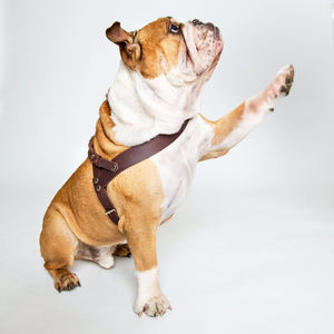 Arnés personalizado para perros de calidad superior cuero genuino al por mayor proveedor de arnés para perros - Product Image 4