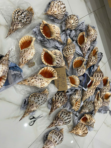 Conchas de Caracol Naturales y Conchas de Trompeta con Estructura Sólida y Gruesa para Decoración de Alta Gama, Exhibición Interior y Suministro para Exportación - Product Image 2