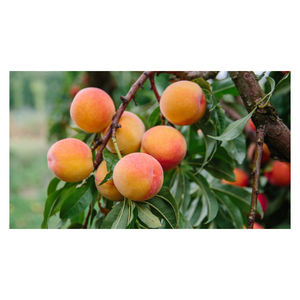 Vente Pêche Sauvage Bio Haute Qualité Fruits Frais Usine D'exportation Doux Juteux Fruit À Noyau 100% Mature Naturel France - Product Image 6
