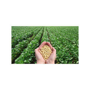 Chất Lượng Cao Không Biến Đổi Gen Vàng Đậu Nành Cho Thực Phẩm Và Động Vật Thức Ăn Sản Xuất 8.0Mm Đậu Nành/Soja Đậu Khô Phong Cách Số Lượng Lớn Bao Bì - Product Image 3