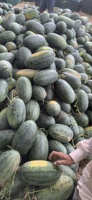 Lage MOQ Beste Prijs Vietnam Verse Watermeloen Zoet Sappig Rood Vlees 2-3kg Hele Fruit Bulk Groothandel Export Aanbod - Mevr. Tarina