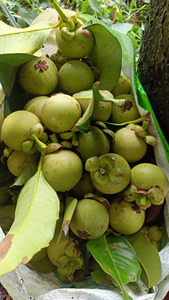 Premium Vietnam Mangosteen <b>Fresh</b> Tropical <b>Fruit</b> for Wholesale by 99 Gold Data - Product Image 2