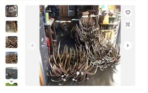 En vrac Red Deer Antlers à vendre - Product Image 3