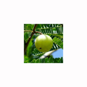 Rodajas de amla, fruta seca en trozos para empresas de té de hierbas, fabricantes de snacks, mayoristas y clientes de exportación - Product Image 1