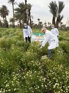 Fleurs de camomille séchées en gros - Product Image 2