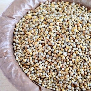 Bajra vert de bonne qualité d'alimentation des animaux de millet pour l'exportation - Product Image 6