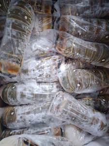 อาหารทะเลกุ้งก้ามกรามสดและแช่แข็ง,กุ้งก้ามกรามแช่แข็ง,กุ้งก้ามกรามแช่แข็งกุ้งสด - Product Image 3