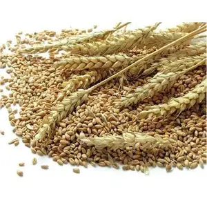 Grão natural de trigo nutrientes e fibra