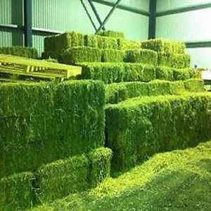 ALFALFA/HENO DE LUCERNA Fresco En pacas y Pellets Disponibles - Product Image 3